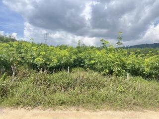 Lush greenery with dense forest area and cloudy sky