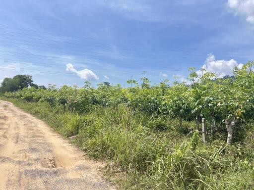 Rural landscape with a dirt road and vegetation