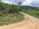 Dirt road leading into lush greenery with trees and hills in the background