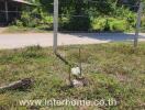 Vacant land with grass and trees