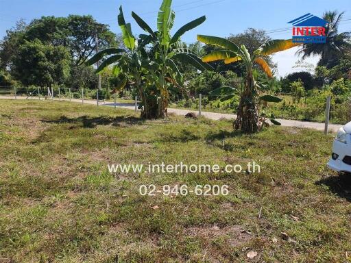 Spacious garden area with banana trees