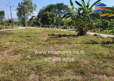 Grassy land area with trees and a road