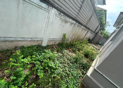 Unkempt side garden with overgrown grass and plants along the wall