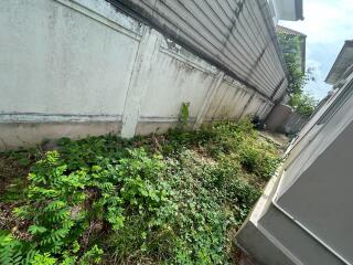 Unkempt side garden with overgrown grass and plants along the wall