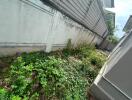 Unkempt side garden with overgrown grass and plants along the wall