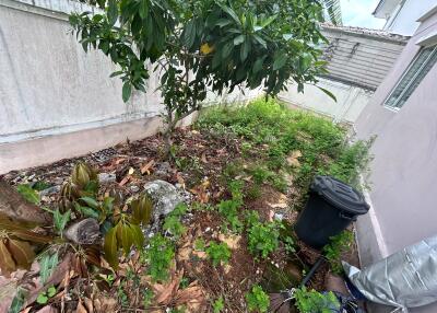 Overgrown backyard with trees and plants