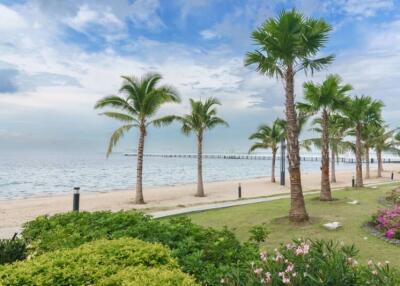 Beachfront area with palm trees and a view of the ocean