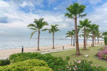 Beachfront area with palm trees and a view of the ocean