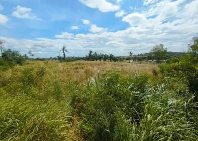 Open field with greenery under a blue sky