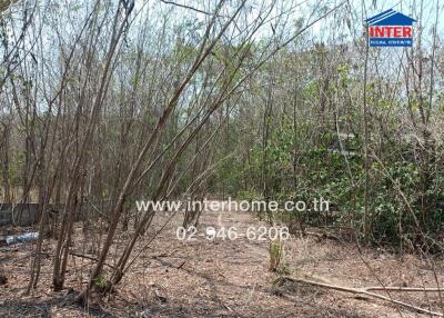 Vacant land covered with dry vegetation