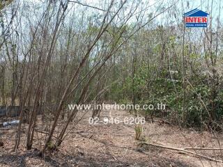 Vacant land covered with dry vegetation