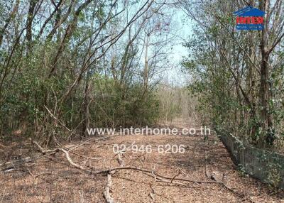 Natural woodland area with sparse trees and dry leaves on the ground