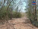 Natural woodland area with sparse trees and dry leaves on the ground