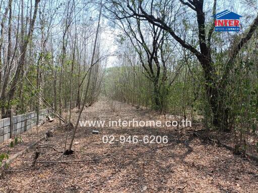 empty land with sparse trees