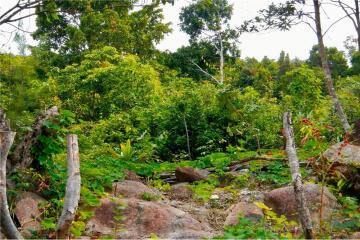 Stunning Sea View Land in Thong Lang/Mae Haad