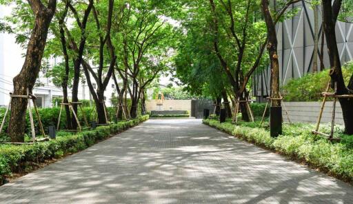 Tree-lined pathway leading to a modern building