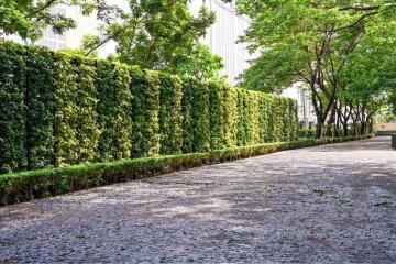 Lush green garden area with a paved walkway