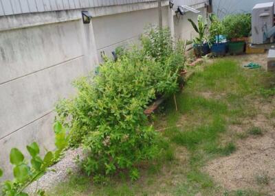 Backyard garden area