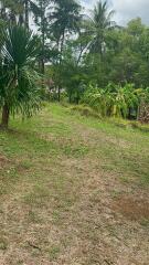 Garden area with tropical plants