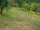 Garden area with tropical plants