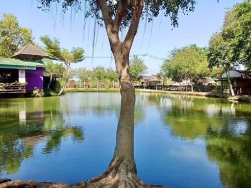 A serene pond surrounded by greenery with a tree in the foreground