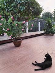 A black cat lounging on a tile-floored outdoor patio with potted plants and flowers