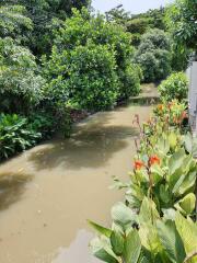 Flooded backyard with vegetation