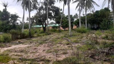 Vacant land with trees and bushes