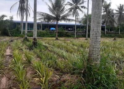 A plot of land with palm trees and plants