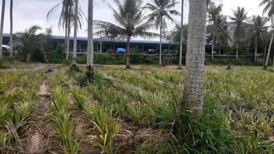 A plot of land with palm trees and plants