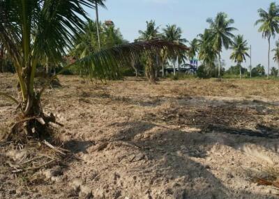 vacant land with palm trees and clear sky