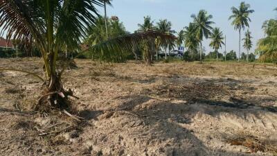 vacant land with palm trees and clear sky