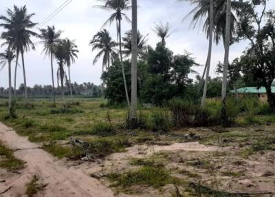 Open land with palm trees and vegetation