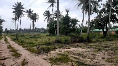 Open land with palm trees and vegetation