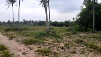 Vacant land with palm trees