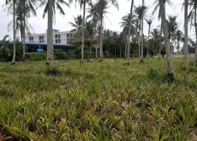 Vacant land with palm trees