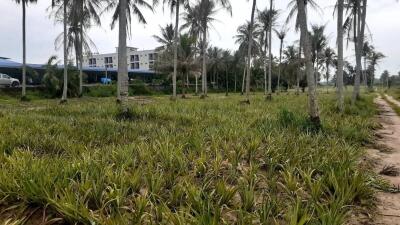 Vacant land with palm trees