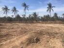 Vacant land with palm trees