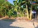 Outdoor vegetation area with banana trees