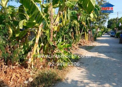 Outdoor view with banana trees, pathway