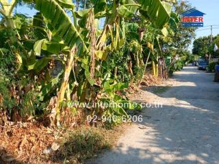 Outdoor view with banana trees, pathway