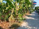 Outdoor view with banana trees, pathway