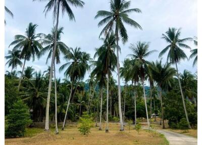 Big beautiful single House in large piece of Land 2-3-10 Rai in Khanom