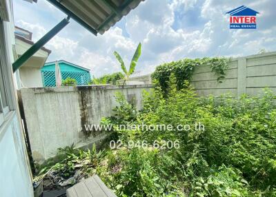 Overgrown backyard with garden and high walls