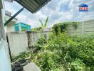 Overgrown backyard with garden and high walls