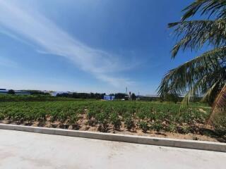 View of a green field with plants under a clear blue sky