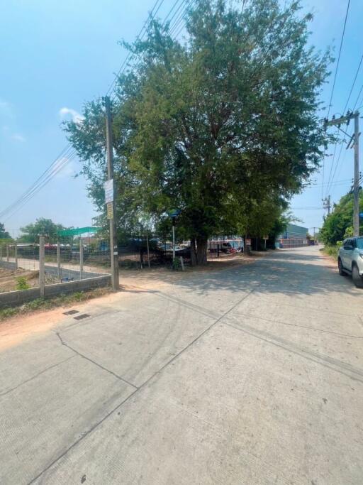 Street view with a large tree and parked cars