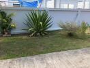 Outdoor garden area with various plants and a walkway