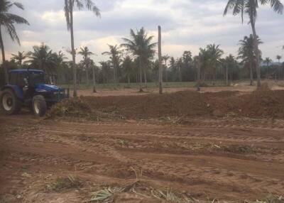 Outdoor area with palm trees and a tractor