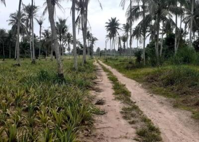 Dirt path amidst tropical area with coconut trees